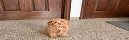 Maltipoo dogs for sale: Sherry - Ad 4