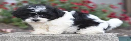 Teddy Bear dogs for sale: Arnellie - Ad 7