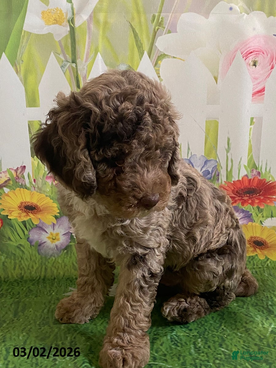 Miniature Labradoodle dogs Marshall - Ad 2