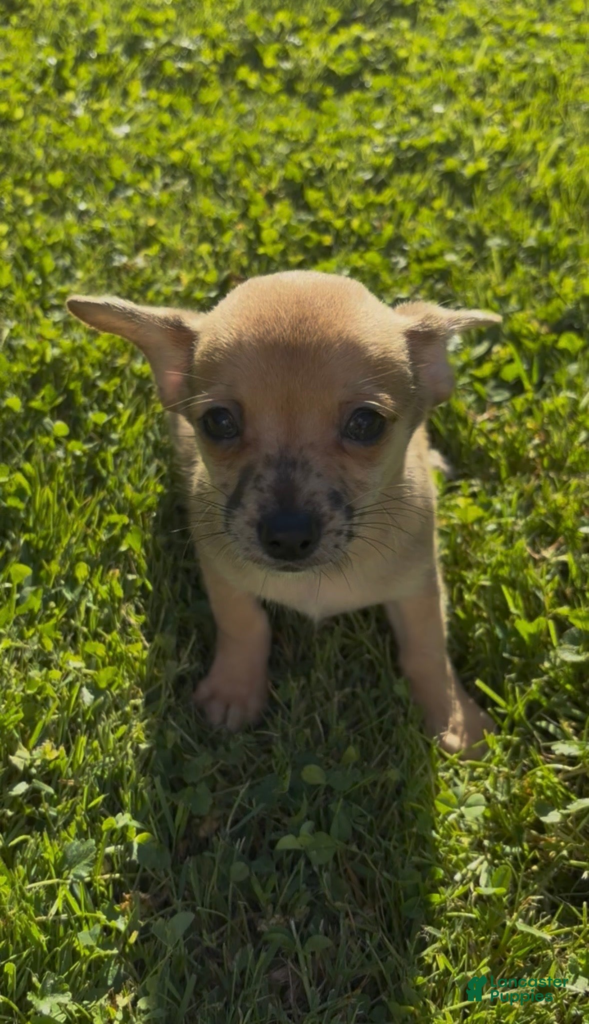 Chiweenie dogs Hairy Paw-ter - Ad 1