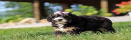 Mini Bernedoodle dogs for sale: Nova - Ad 4