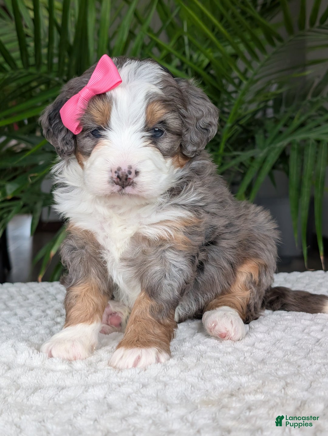 Mini Bernedoodle dogs for sale: Mini Emmie  - Ad 12
