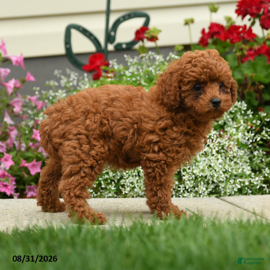 Cavapoo dogs Madam Niblet - Ad 2