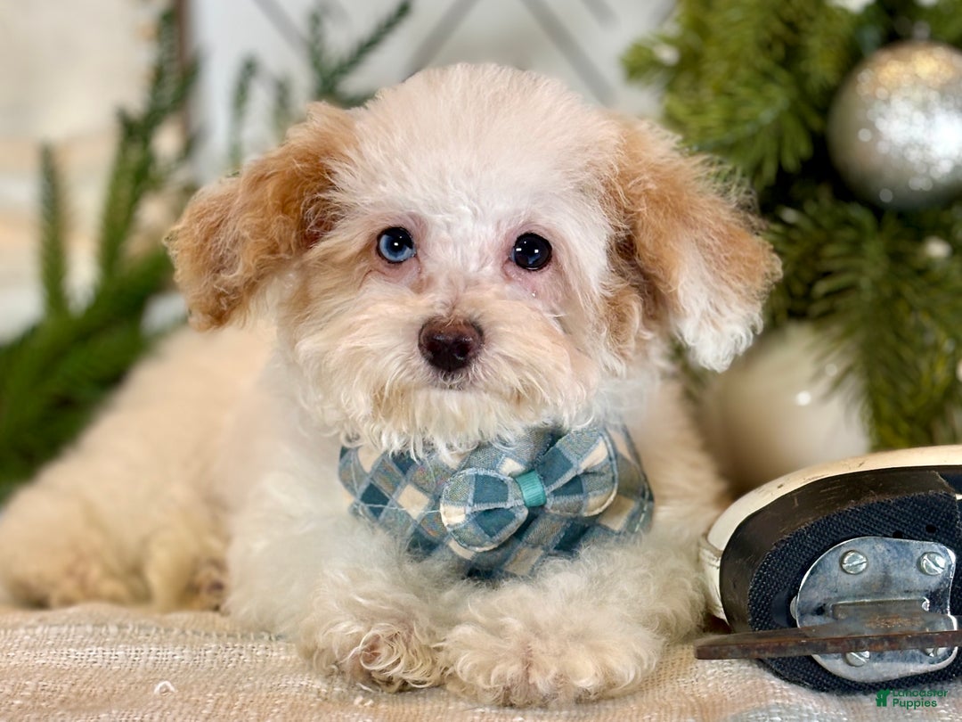 Toy Poodle dogs for sale: Blizzard - Ad 8