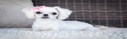 Maltese dogs for sale: Nancho - Teacup - Ad 6