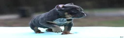 American Bully dogs for sale: Blue Tri - Ad 3