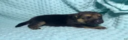 German Shepherd dogs for sale: Daisy - Ad 61