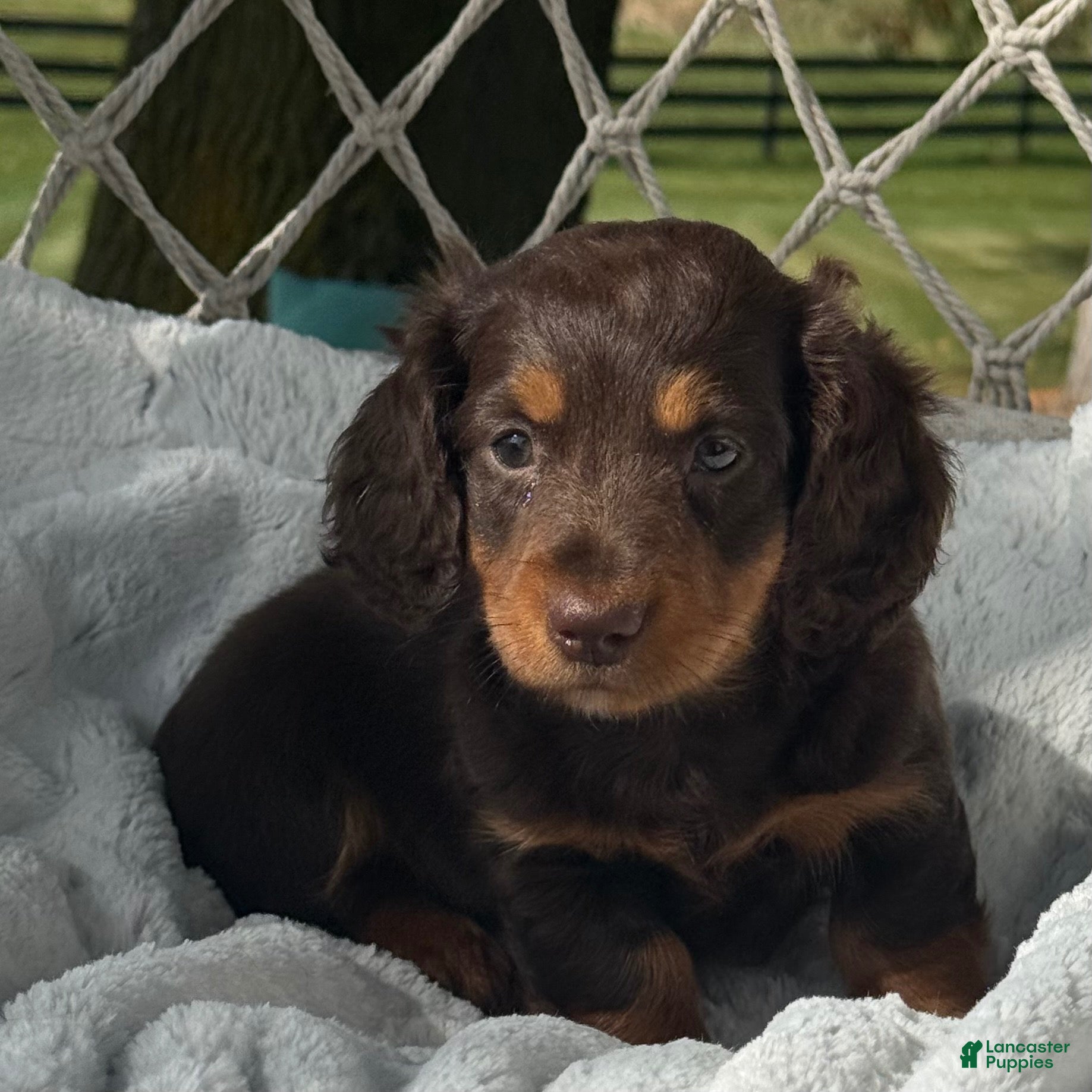 Miniature Dachshund dogs Bryce - Ad 2