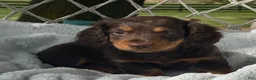 Miniature Dachshund dogs for sale: Bryce - Ad 2