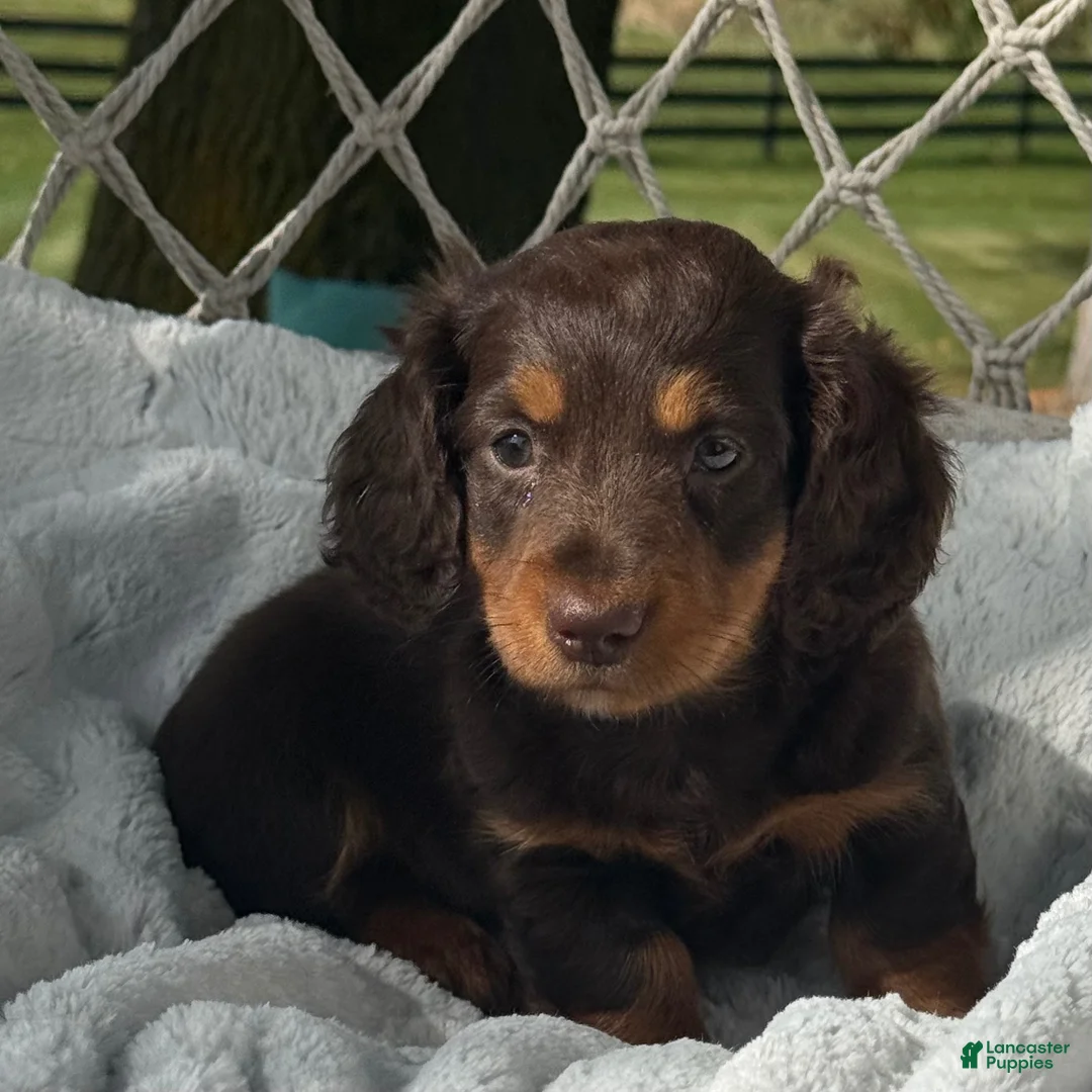 Miniature Dachshund dogs for sale: Bryce - Ad 2