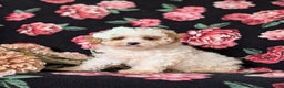 Toy Poodle dogs for sale: Kelcy - Ad 2