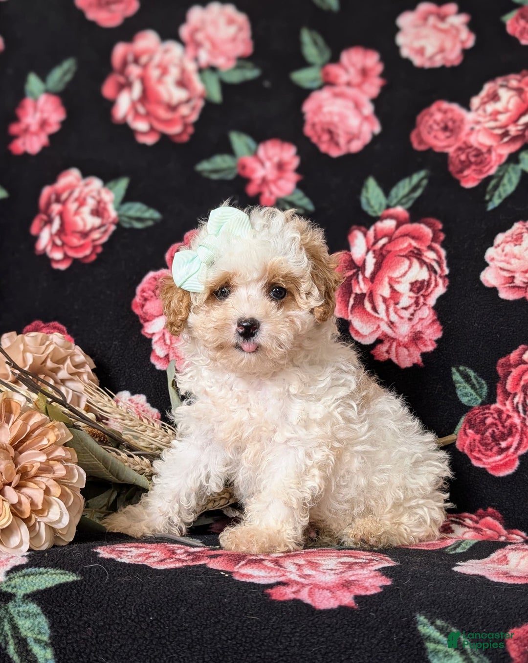 Toy Poodle dogs for sale: Kelcy - Ad 2