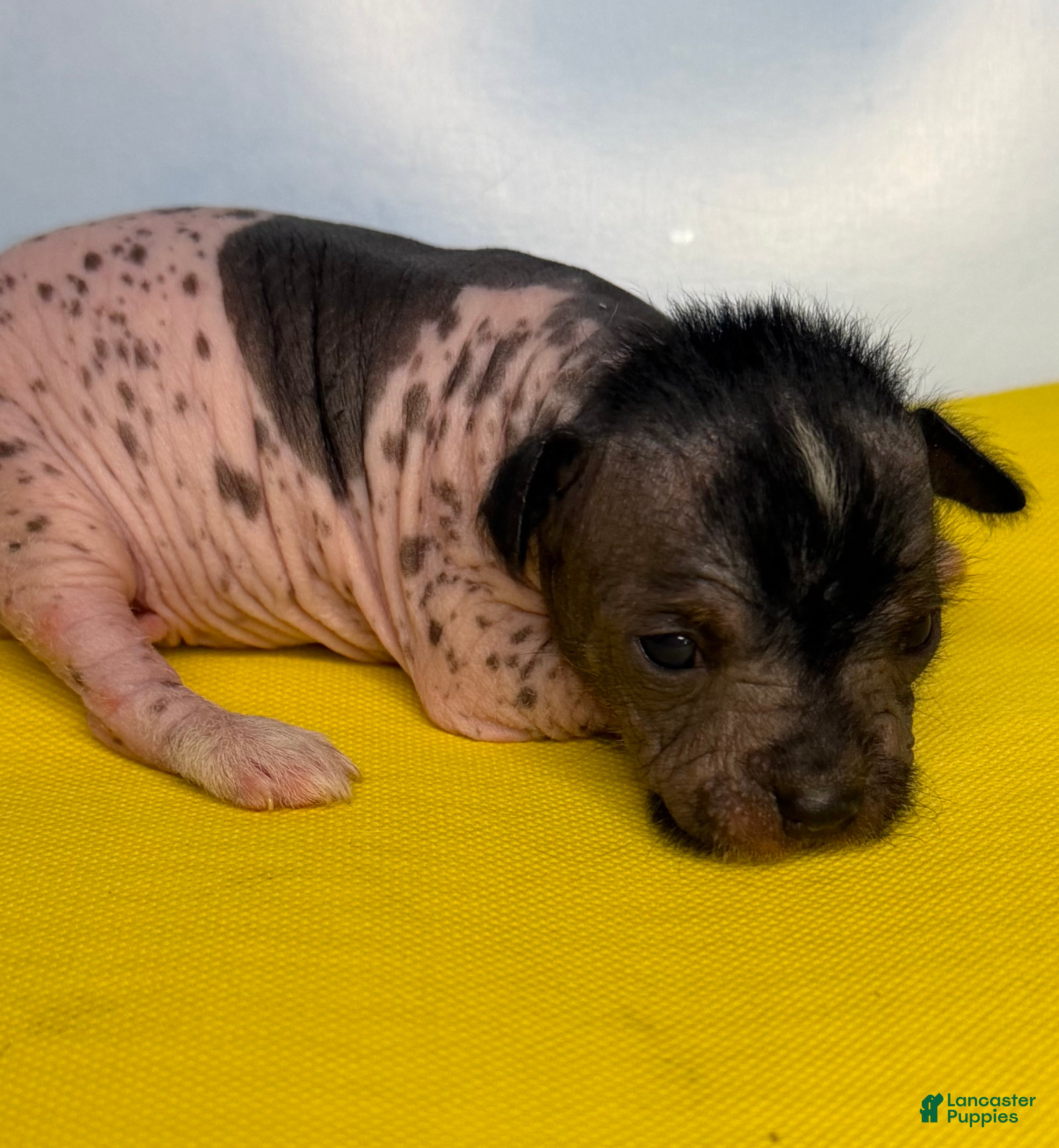 Mixed Breed dogs Mixed Breed Puppy 2 - Ad 1