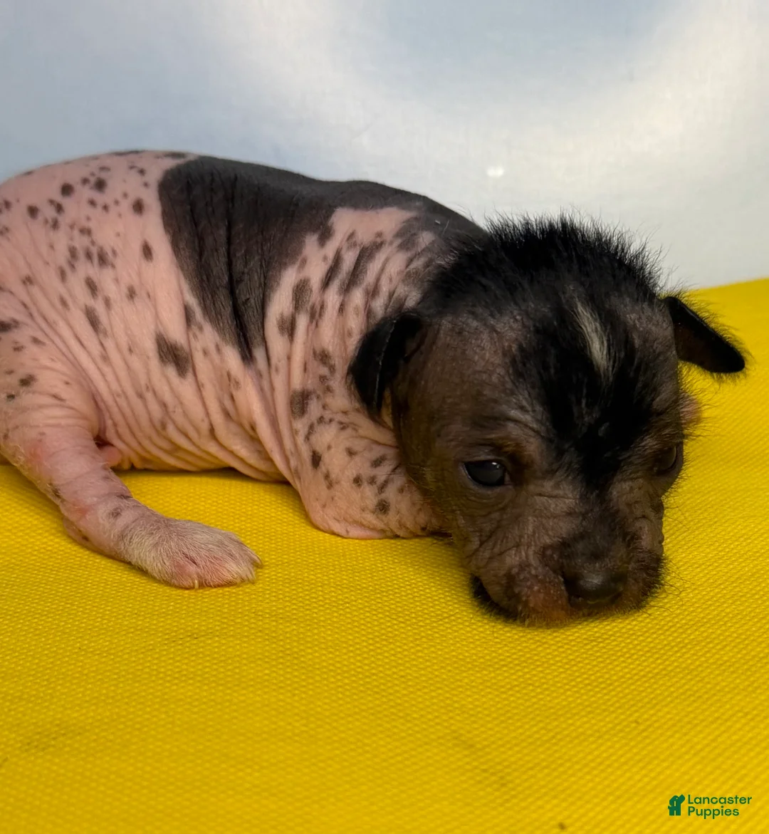 Mixed Breed dogs for sale: Mixed Breed Puppy 2 - Ad 1