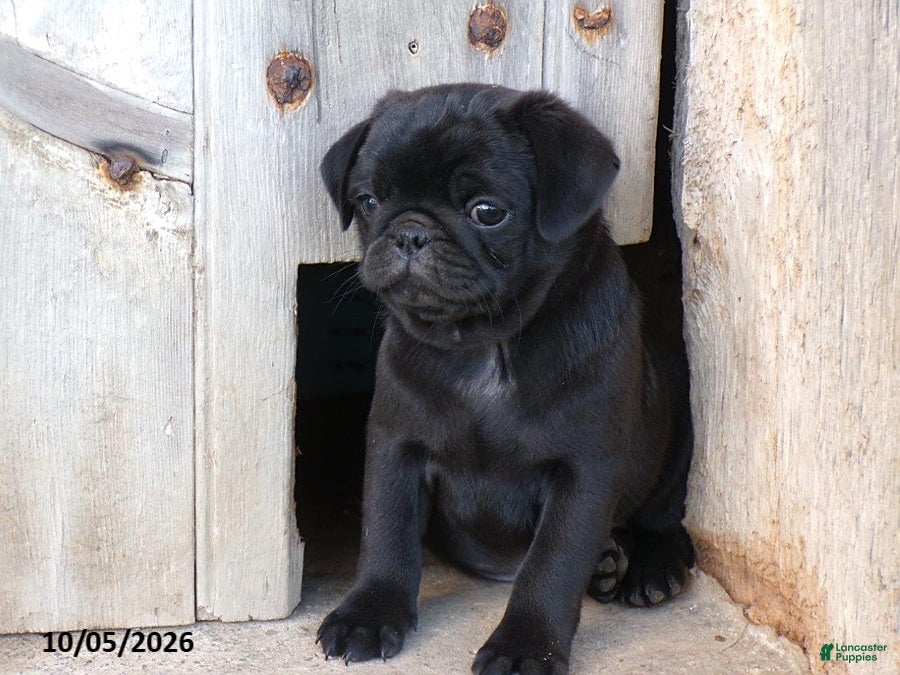 Pug dogs Blackie - Ad 2