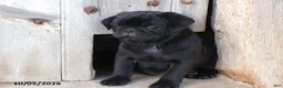 Pug dogs for sale: Blackie - Ad 2