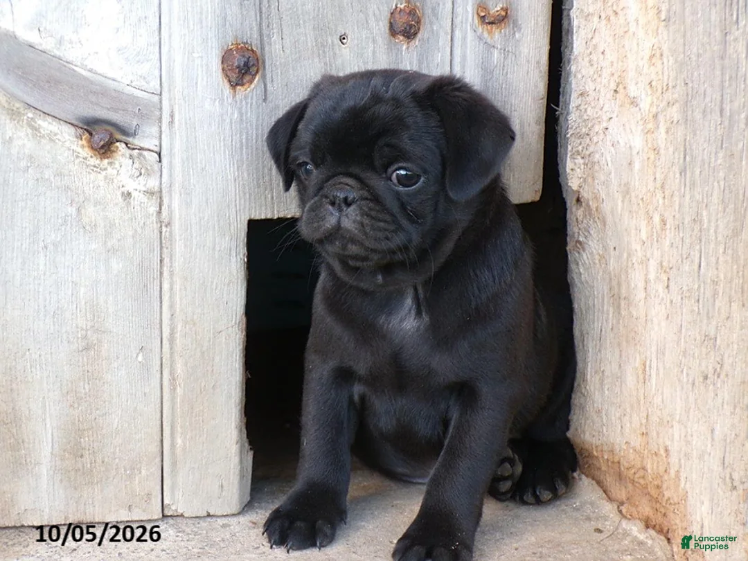 Pug dogs for sale: Blackie - Ad 2