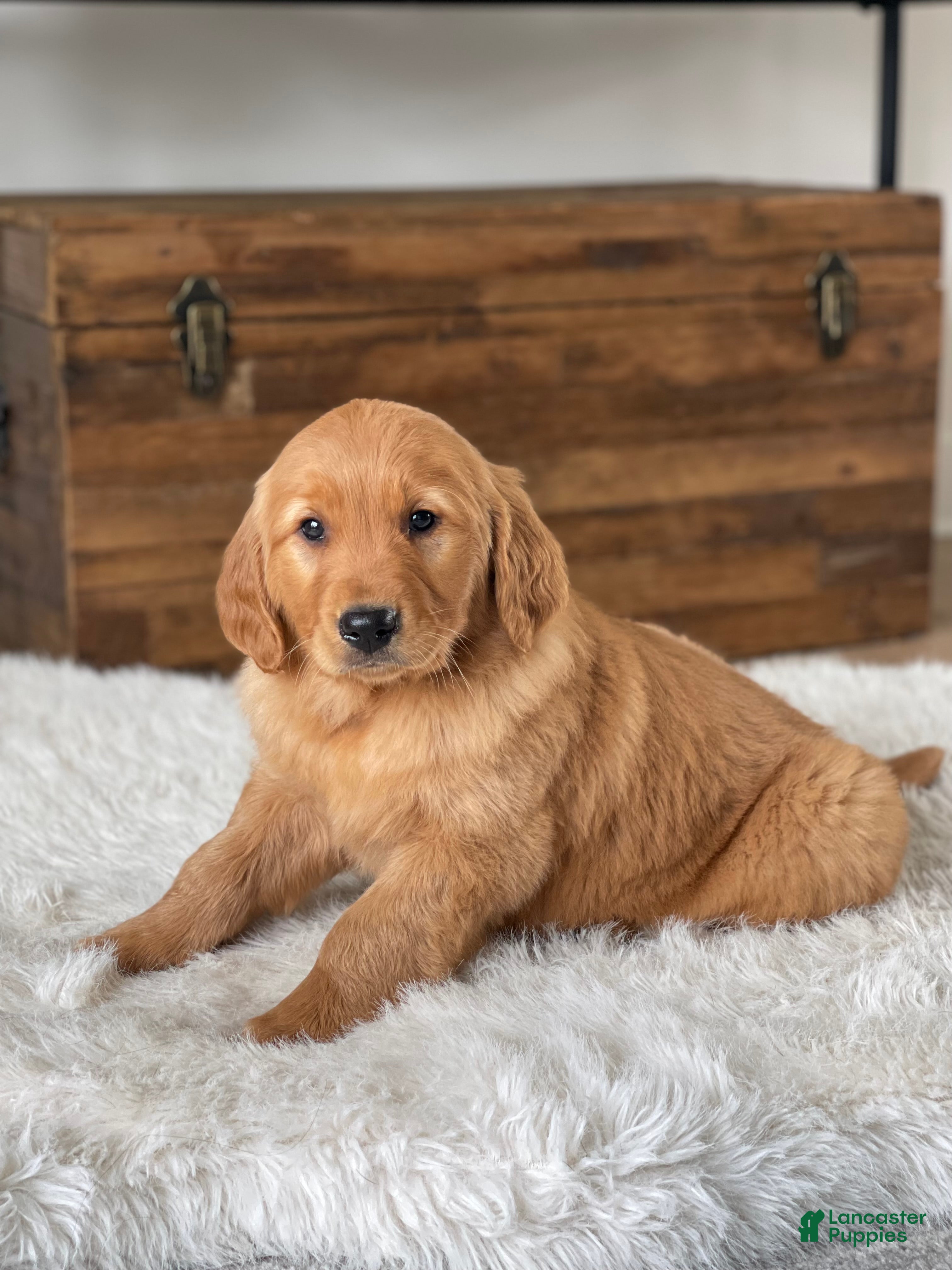 Golden Retriever dogs Daisy - Ad 2