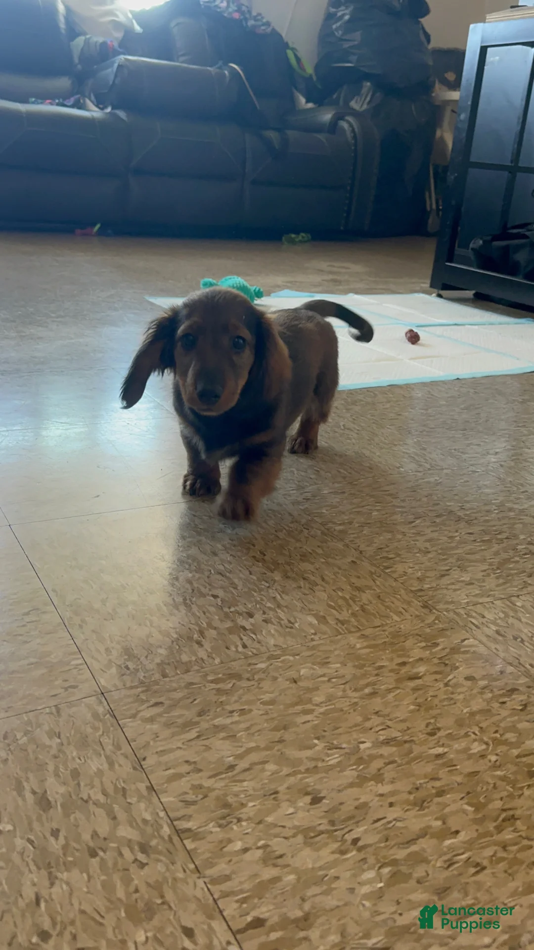 Dachshund dogs for sale: Dachshund Puppy 1 - Ad 3