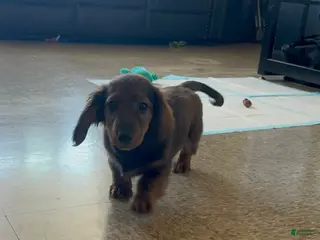 Dachshund dogs Hayes - Ad 26