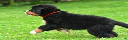 Bernese Mountain Dog dogs for sale: Nickle - Ad 5