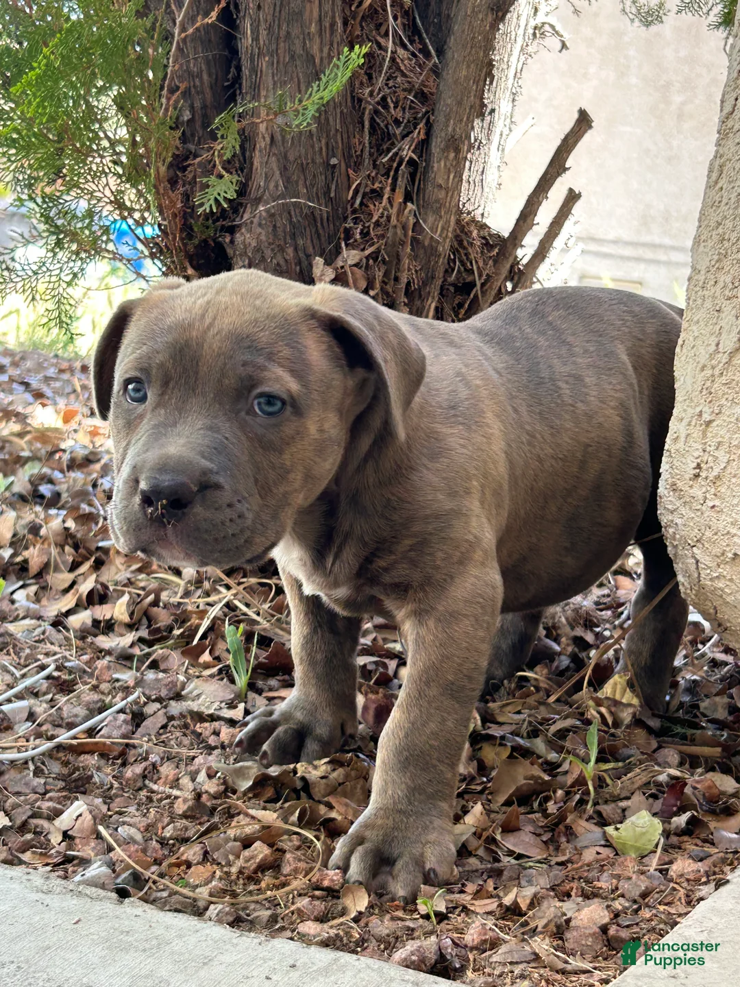 American Bully dogs for sale: American Bully Puppy 4 - Ad 6