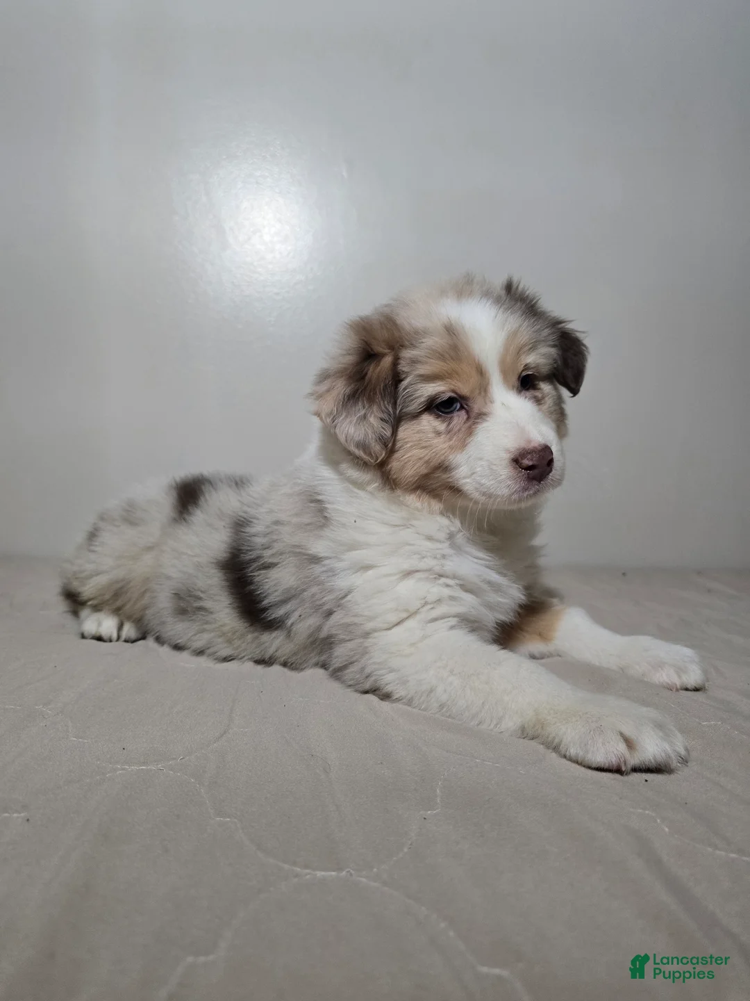 Australian Shepherd dogs for sale: Sadie - Ad 2