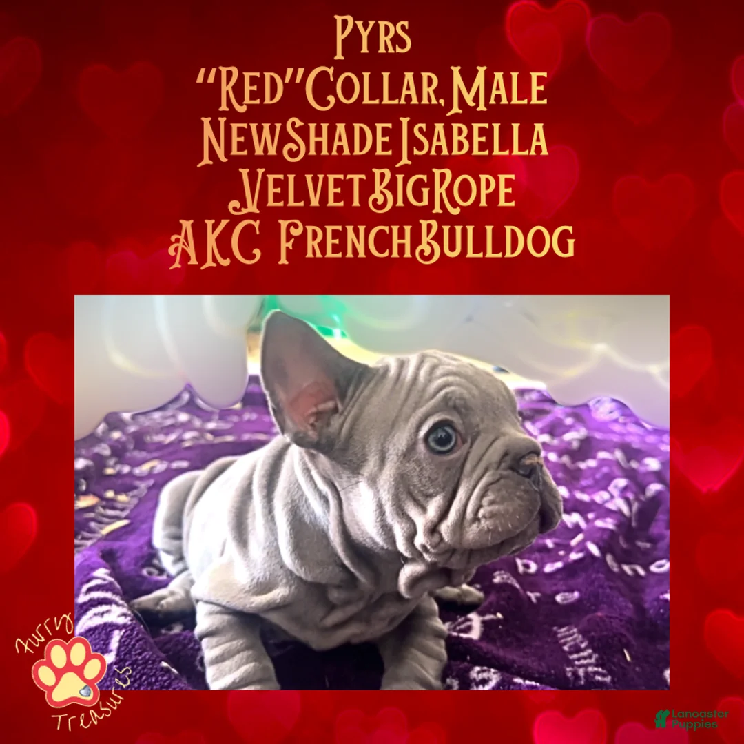 French Bulldog dogs for sale: Pyrs “Red Collar” Male - Ad 2