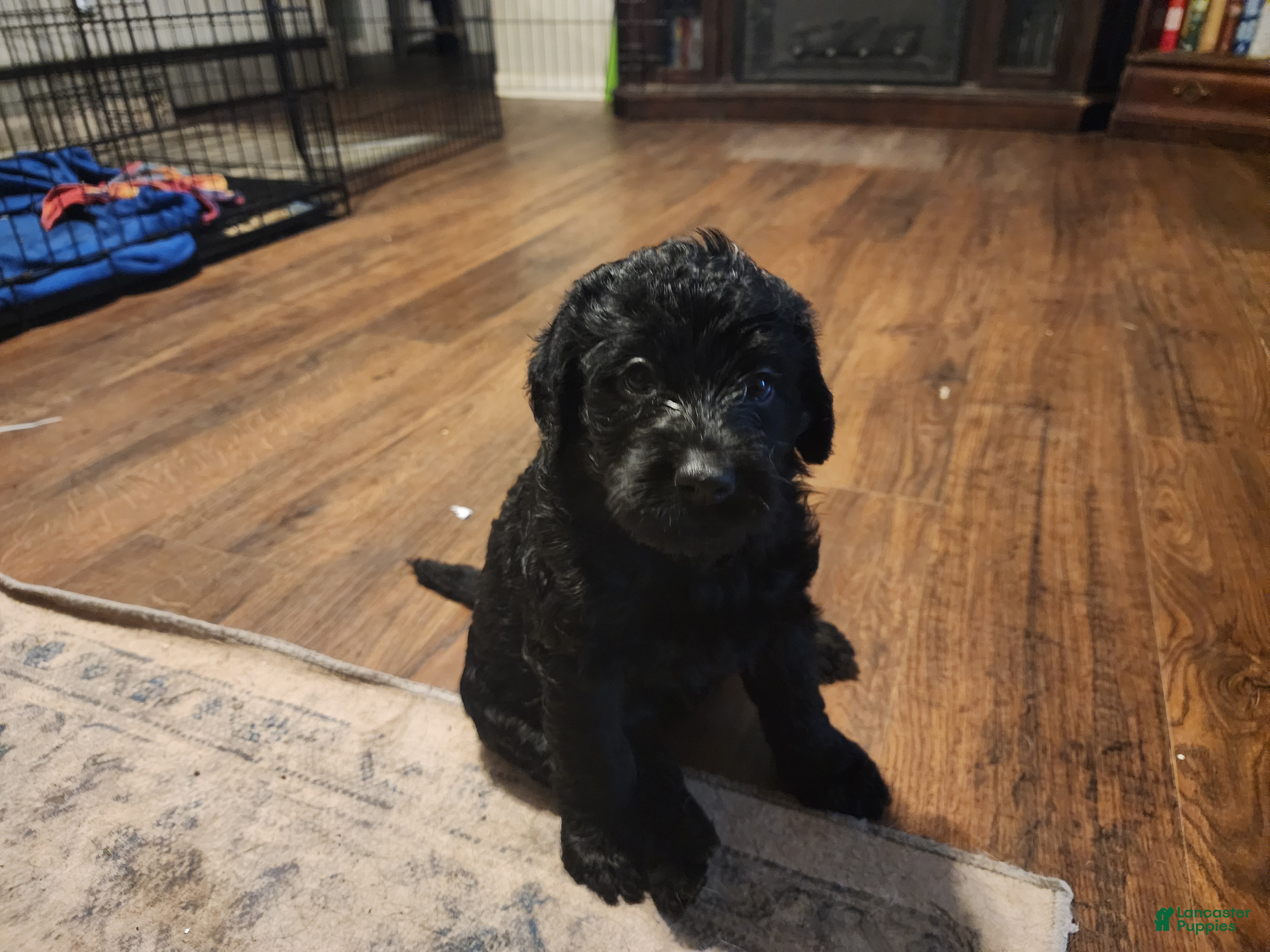 Labradoodle dogs Labradoodle pink collar - Ad 1
