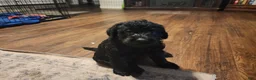 Labradoodle dogs for sale: Labradoodle pink collar - Ad 5