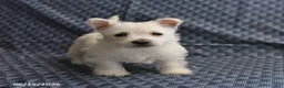 West Highland Terrier dogs for sale: Daisy - Ad 5