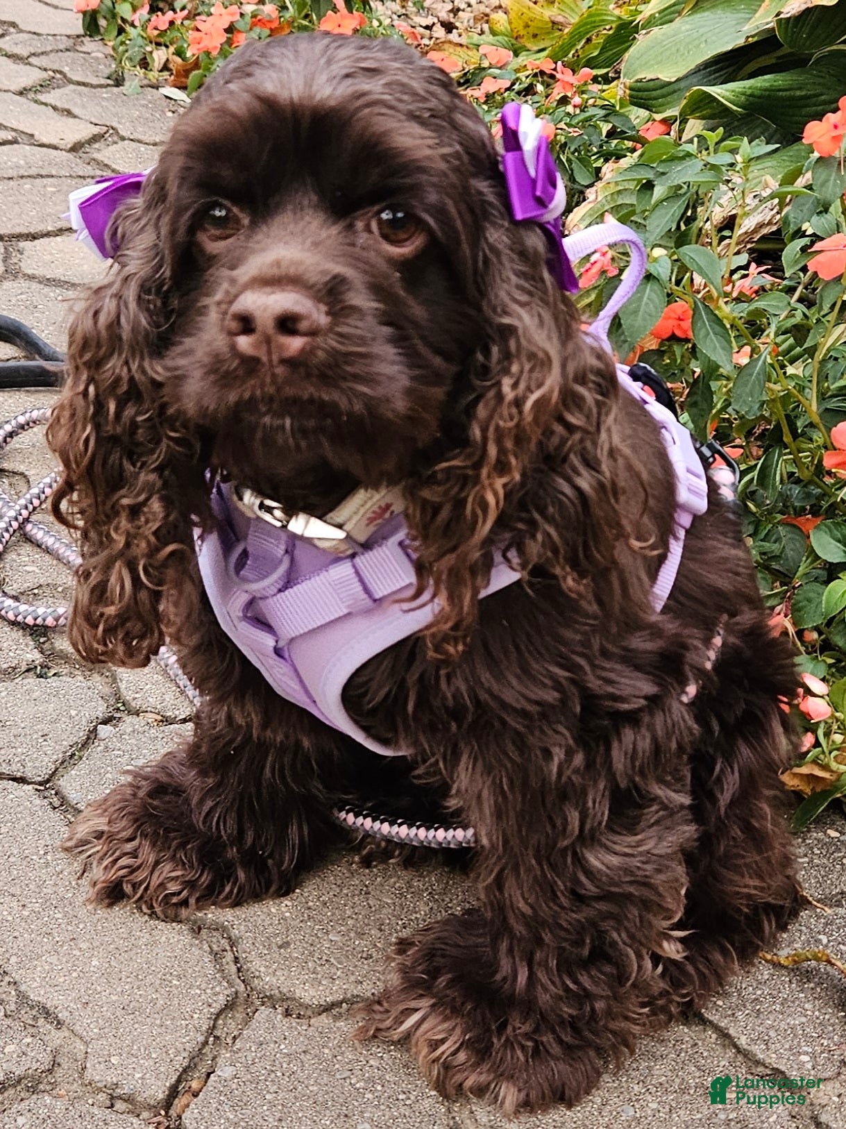 Cocker Spaniel dogs Luna- Akc Cocker Spaniel  - Ad 2