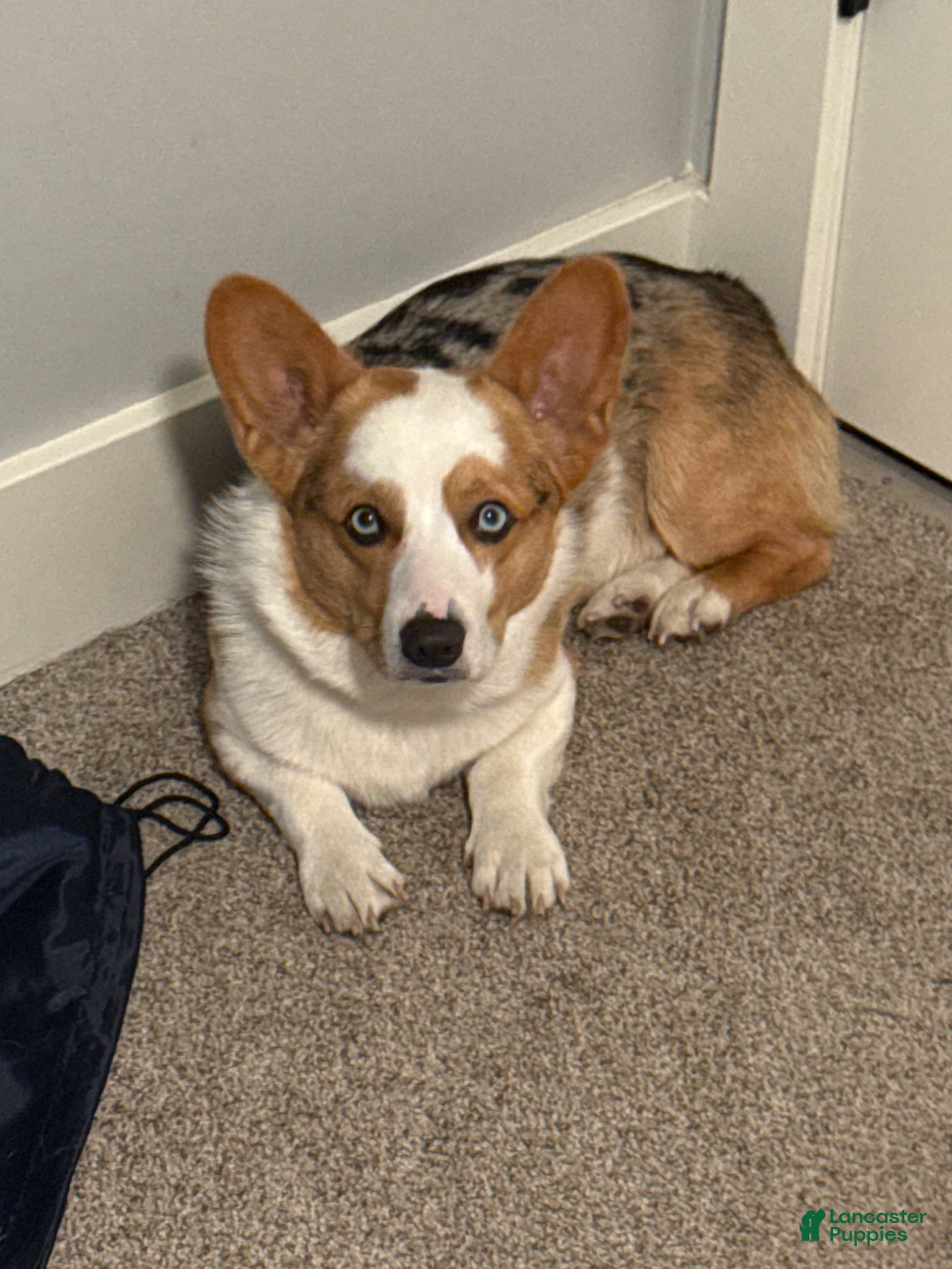 Welsh Corgi Pembroke dogs Milo  - Ad 1