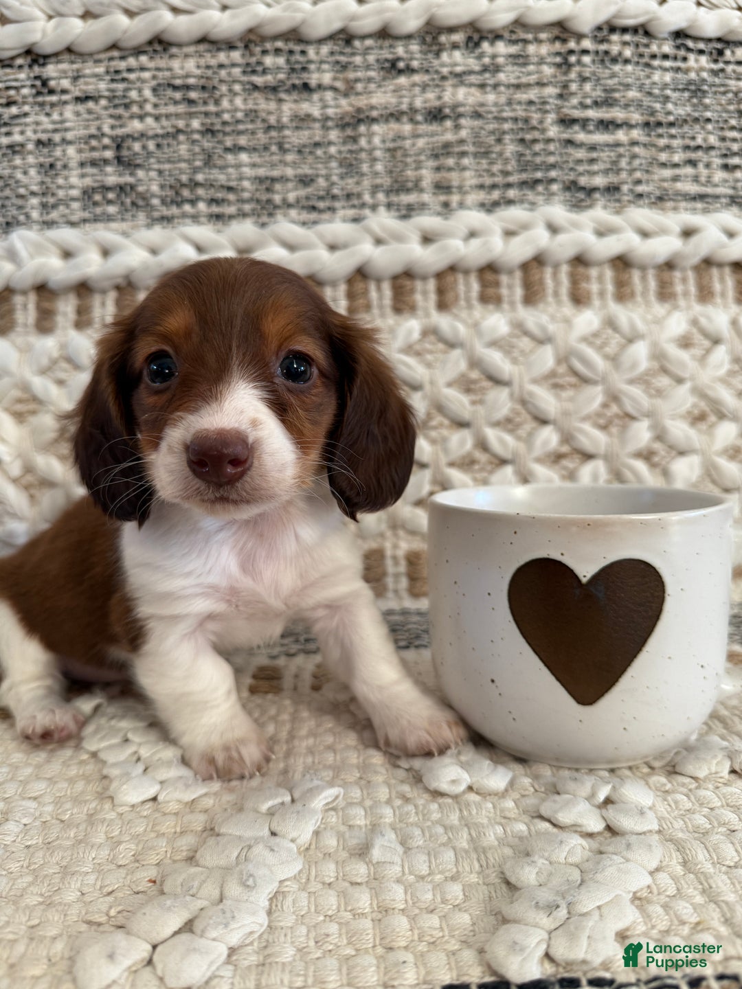 Miniature Dachshund dogs for sale: Lady - Ad 2