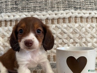 Miniature Dachshund dogs - Ad 34