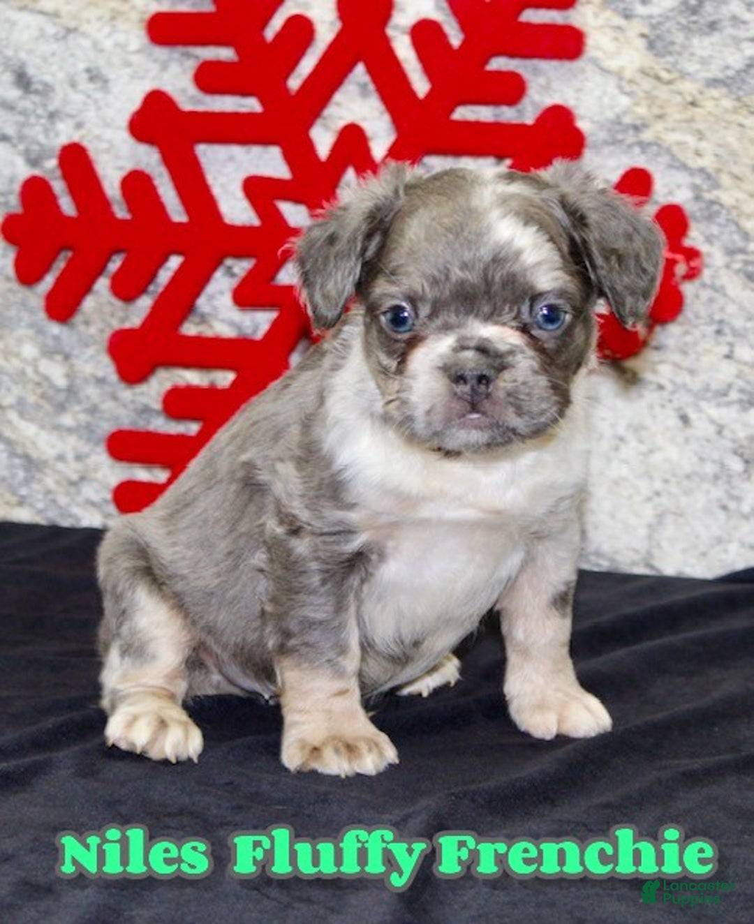 French Bulldog dogs for sale: Niles - Ad 1