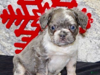 French Bulldog dogs Niles - Ad 20