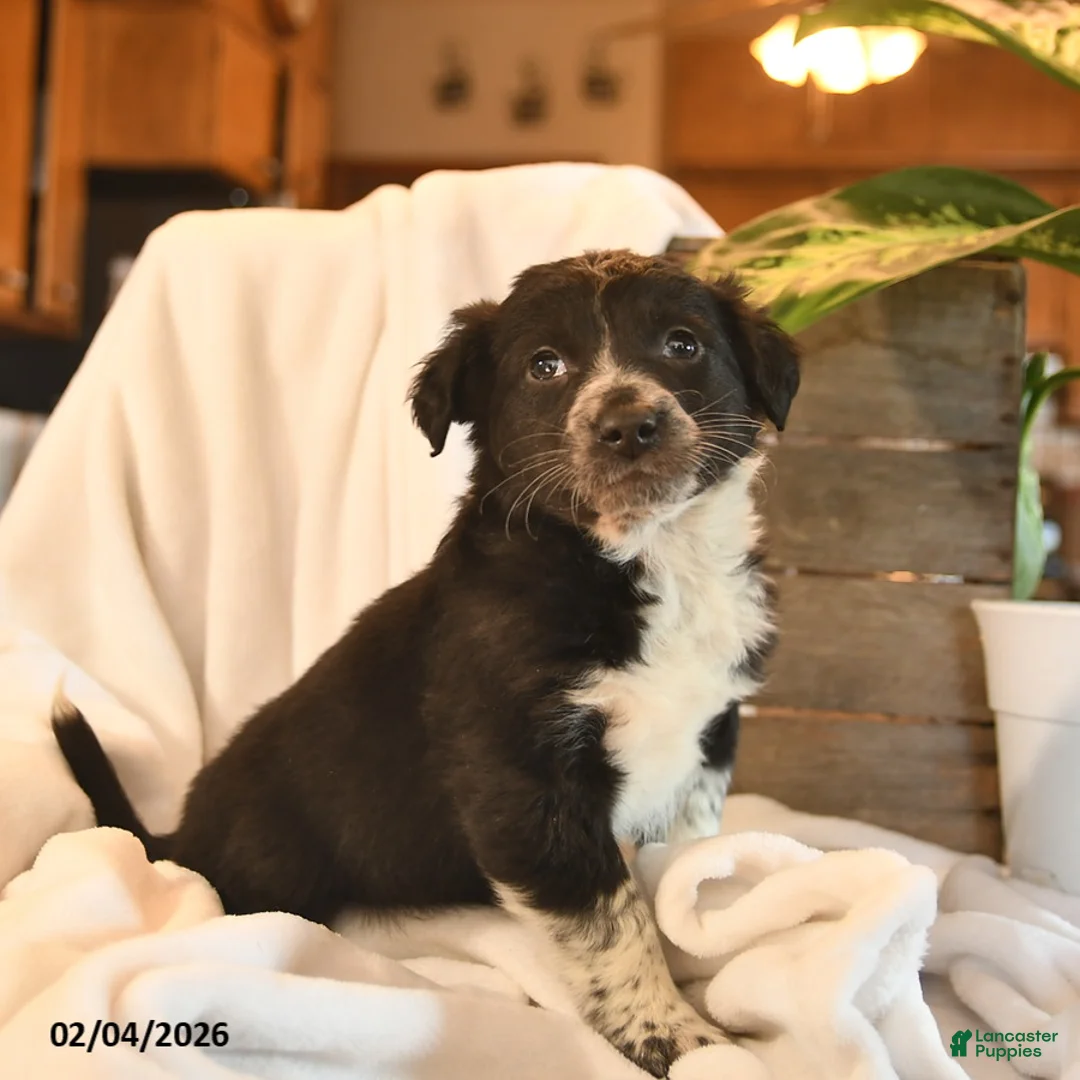 Mixed Breed dogs for sale: Nacho  - Ad 2