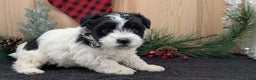 Havanese dogs for sale: Zya - Ad 4