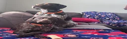 German Shorthaired Pointer dogs for sale: Reagan  - Ad 5
