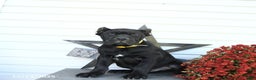 Cane Corso dogs for sale: Prince   - Ad 2