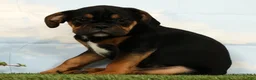 Mixed Breed dogs for sale: Lux - Ad 4