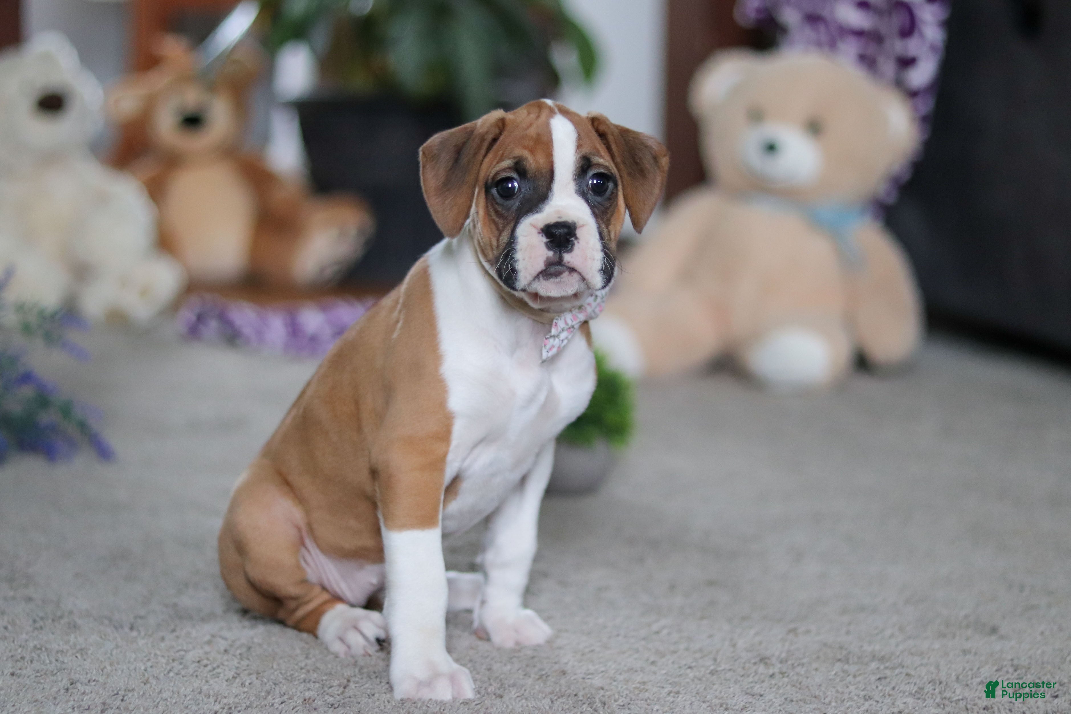 Boxer dogs Mia - Ad 29