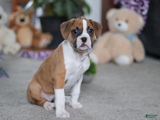 Boxer dogs Mia - Ad 29