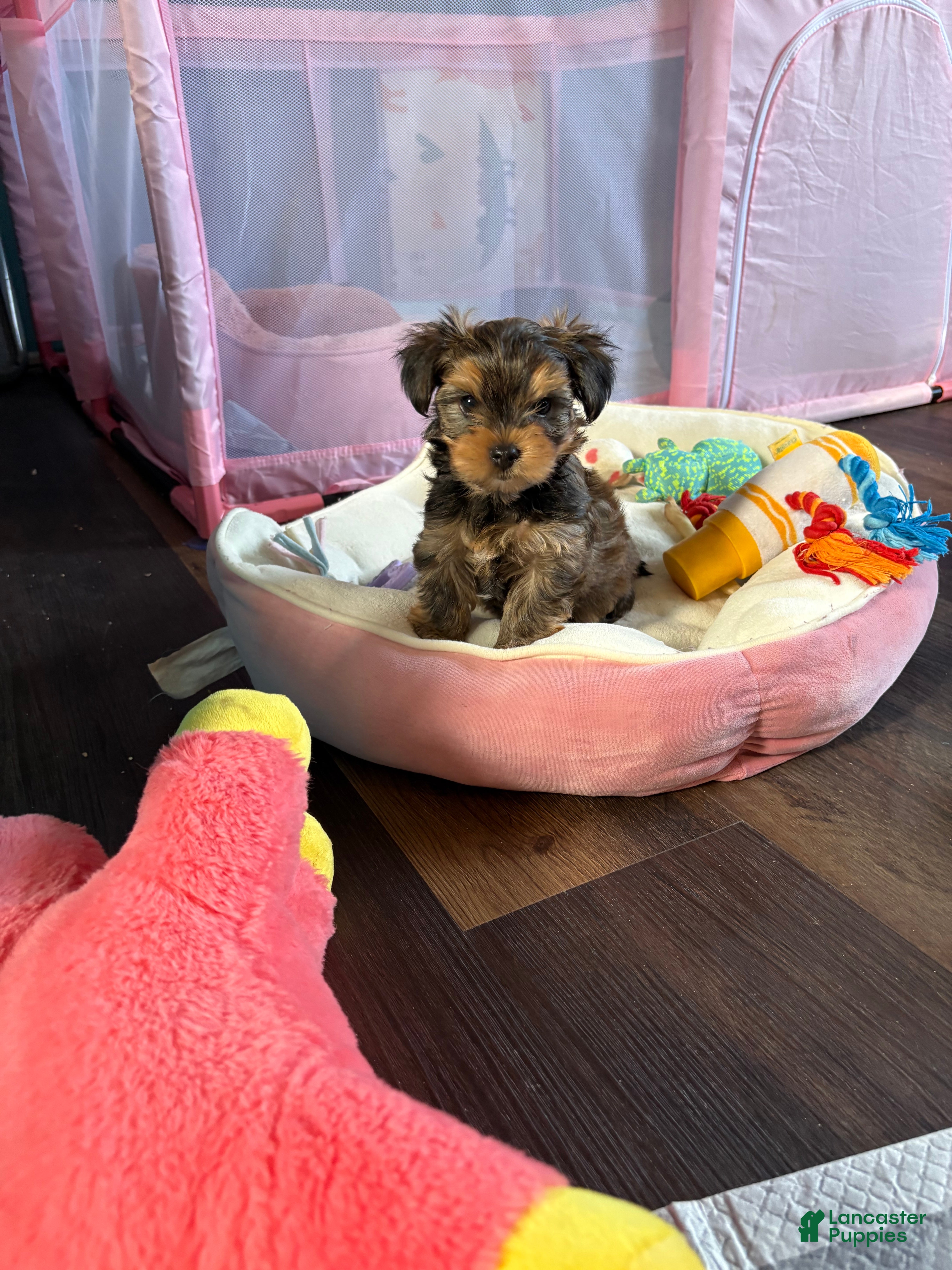 Yorkshire Terrier dogs Yorkshire Terrier Puppy Teddy  - Ad 1