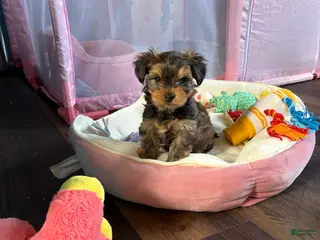 Yorkshire Terrier dogs Yorkshire Terrier Puppy Teddy - Ad 28