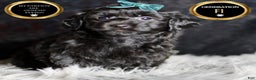 Yorkiepoo dogs for sale: Mickey Mouse - Ad 6