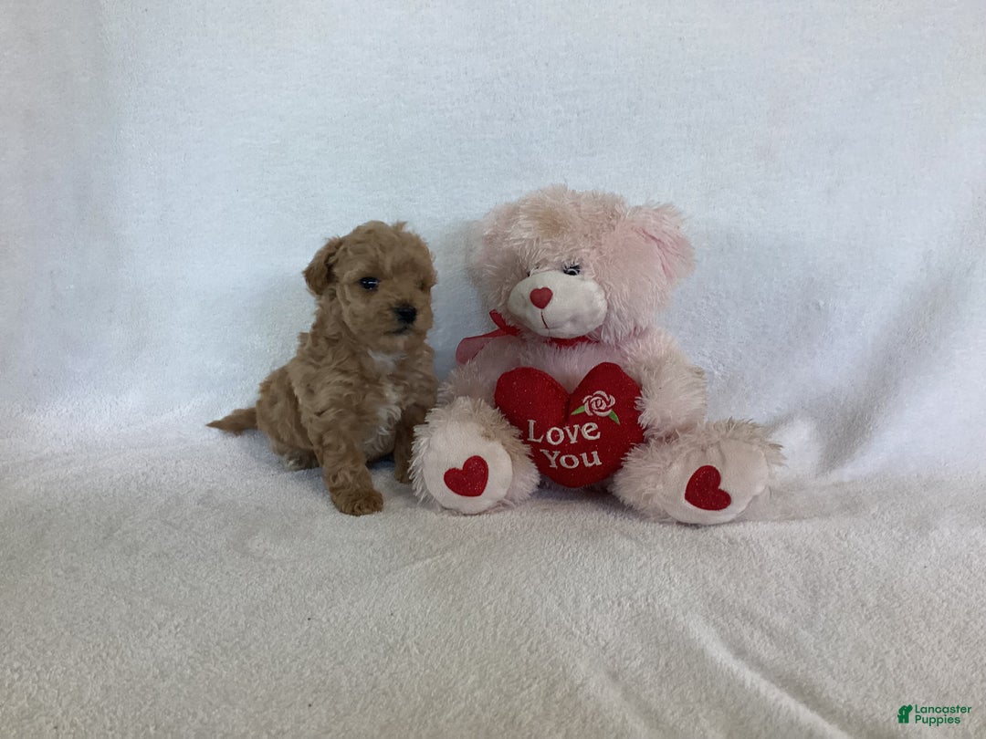 Maltipoo dogs for sale: Cinder - Ad 9