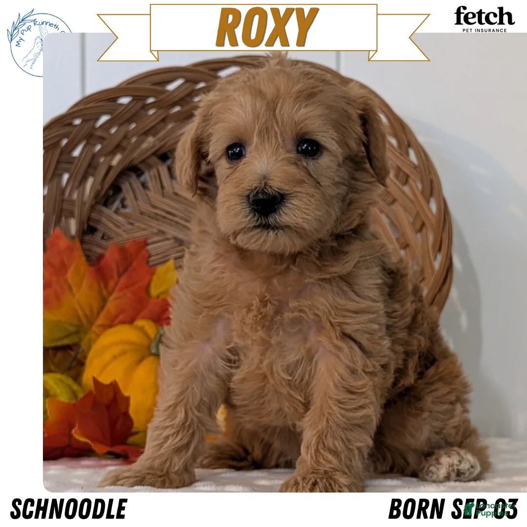 Schnoodle dogs for sale: Roxy - Ad 1