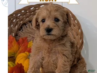 Schnoodle dogs Roxy - Ad 1